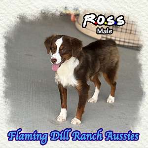 Ross - Small Mini Neutered Red Tri Aussie Male