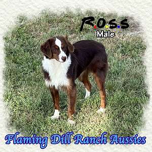 Ross - Small Mini Neutered Red Tri Aussie Male
