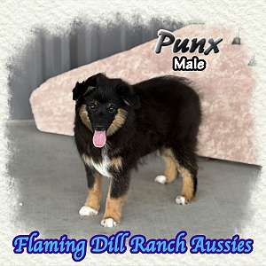 Punx ~ Mini Black Tri Male Aussie