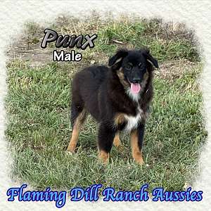Punx ~ Mini Black Tri Male Aussie
