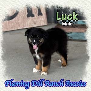 Luck ~ Toy / Small Mini Black Tri Male Aussie