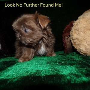 Tiny Imperial Shih Tzu Puppy Jasper