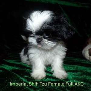 Imperial Shih Tzu Puppies Female
