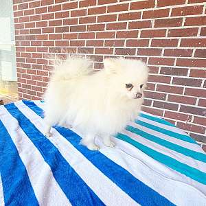 CKC Pomeranian AXEL