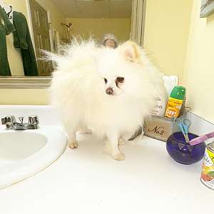 CKC Pomeranian AXEL