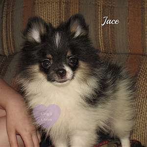 Jace