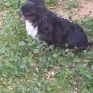 Full AKC Chihuahua Male Double Coat