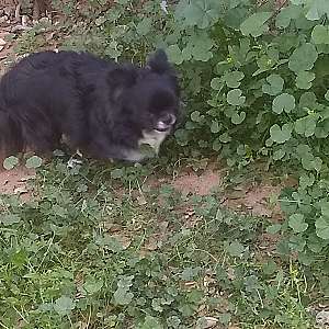 Full AKC Chihuahua Male Double Coat