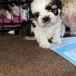 Very Playful Shih Tzu Puppies Male/Female