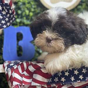 ShihTzu