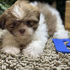 ShihTzu