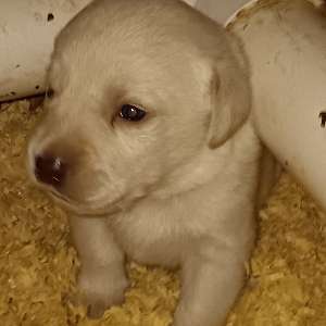 AKC Lab puppies
