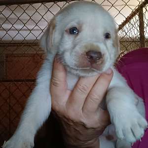 AKC Lab puppies