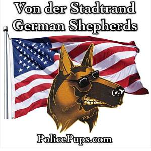 Solid Black German Shepherd Puppies Wisconsin