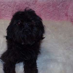 Adult Female Full AKC Shih Tzu Solid Black