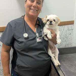 Full AKC Shih Tzu Adult Male