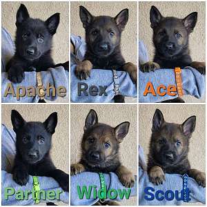 Working Line German Shepherd Puppies
