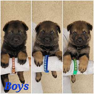 Working Line German Shepherd Puppies