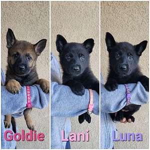 Working Line German Shepherd Puppies