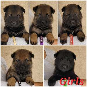 Working Line German Shepherd Puppies