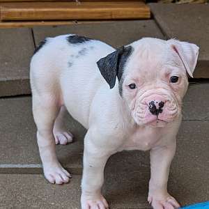 Candy - Daphne and Samson's baby girl