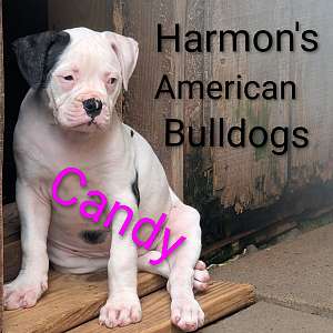 Candy - Daphne and Samson's baby girl