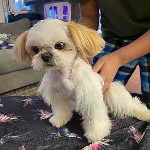 Full AKC Adult Male Shih Tzu Lemmy