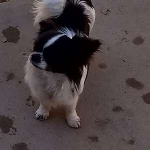 Adult Full AKC Long Coat Chihuahua Female