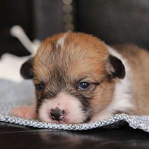 AKC Quality Family Raised Corgi Triple Clear