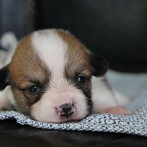 AKC Quality Family Raised Corgi Triple Clear