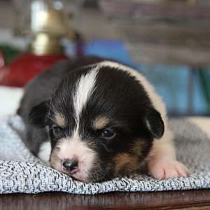 AKC Quality Family Raised Corgi Triple Clear