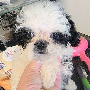 Shih-Tzu