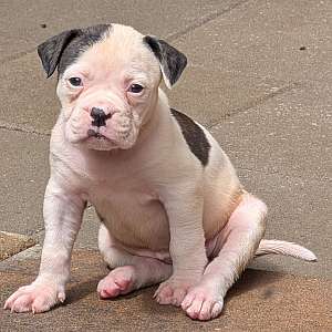 Patches - Daphne and Samson's baby girl