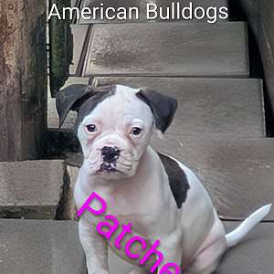 Patches - Daphne and Samson's baby girl