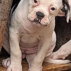 Patches - Daphne and Samson's baby girl