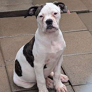 Patches - Daphne and Samson's baby girl