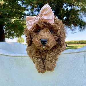 Adorable Cockapoo Puppies Health Tested and Family Raised