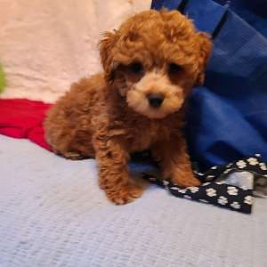 Teddy Bear