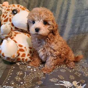 Teddy Bear