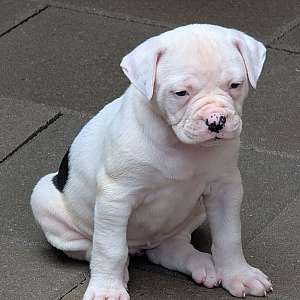 Beauty - Daphne and Samson's baby girl