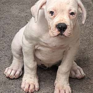 Briar Rose- Daphne and Samson's baby girl