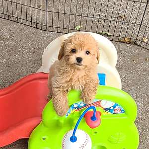 Peanut