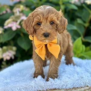 Miniature Goldendoodle