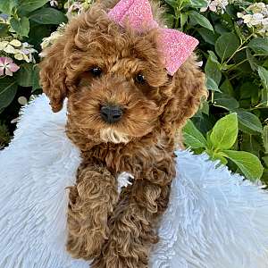 Adorable Cockapoo Puppies Health Tested and Family Raised