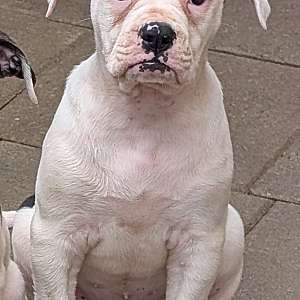 Beauty - Daphne and Samson's baby girl