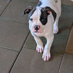 Trixy - Daphne and Samson's baby girl