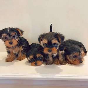Teacup Yorkies for sale