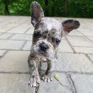 French Bulldog puppies for sale