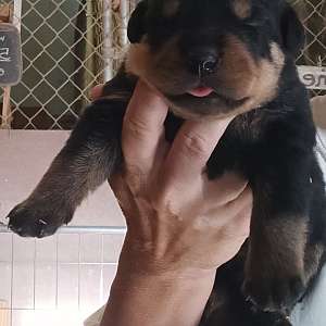 AKC Rottweiler Puppies