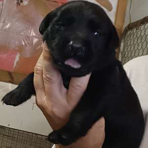 AKC Lab Puppies